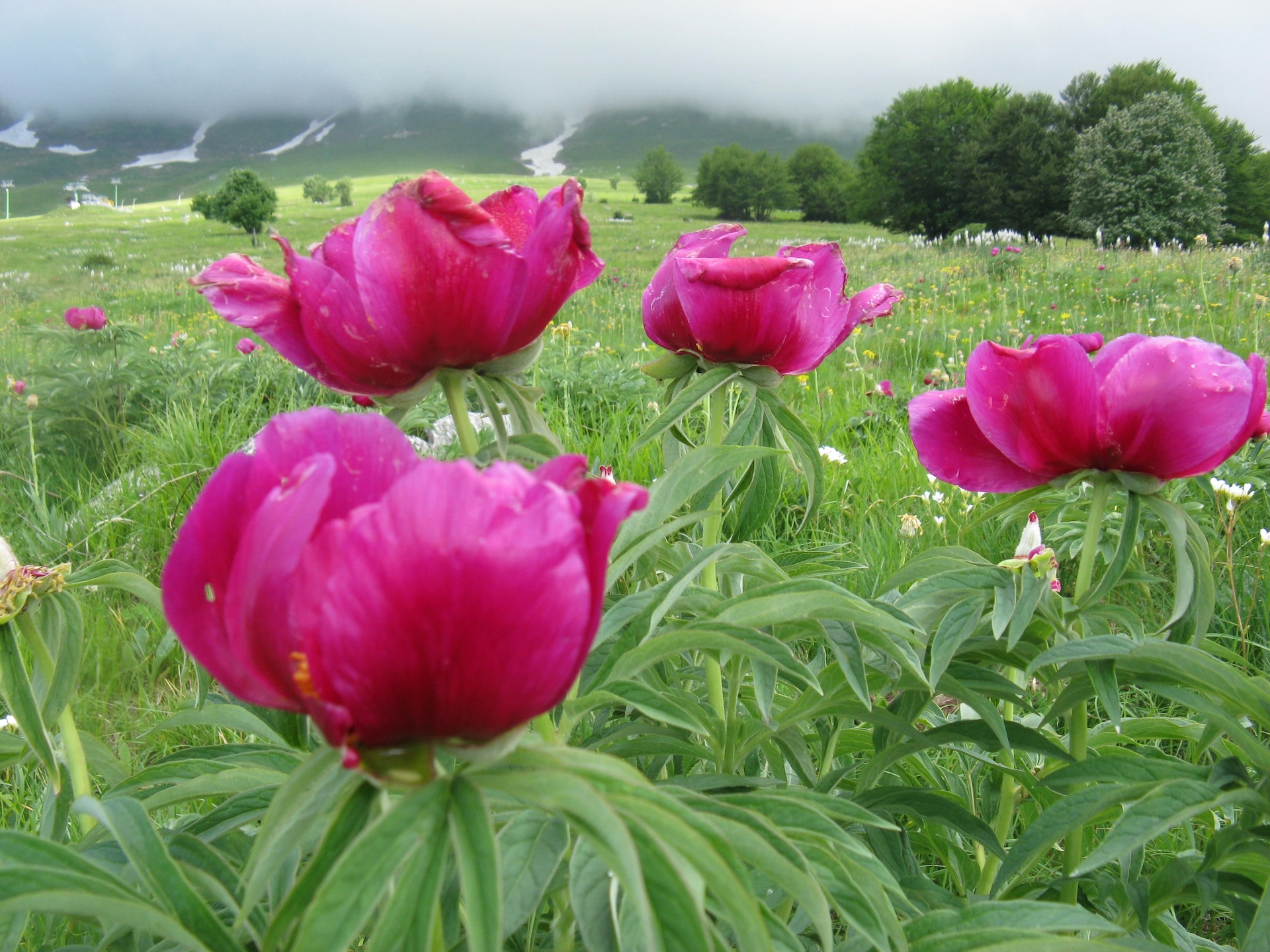 Ein Feld von Pfingstrosen in den Abruzzen
